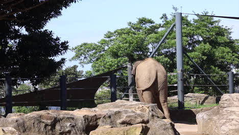 elefante en su recinto en un día soleado en el zoológico de taronga, sydney, australia