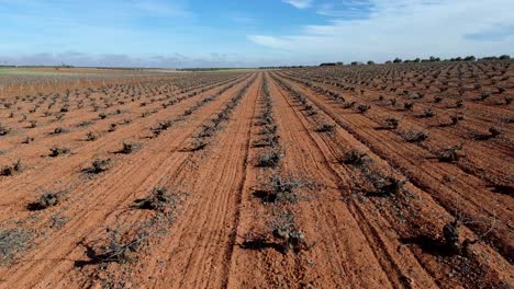 withered vineyard landscape from drone view on a sunny day