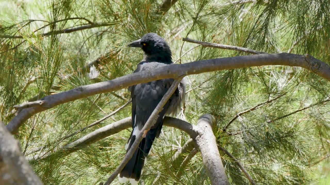 Black bird cleaning itself outdoors