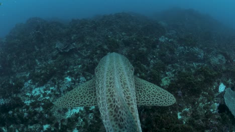 Einzigartige-Unterwasseransicht,-Die-Einem-Gefleckten-Hai-Folgt,-Der-über-Ein-Felsiges-Ozeanriffsystem-Schwimmt