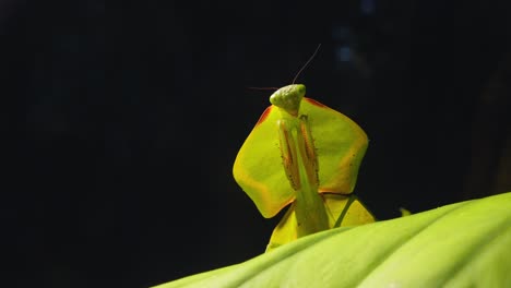 towering figure of a cobra mantis on a leaf, its exotic features shining in peru’s amazon jungle larger than life