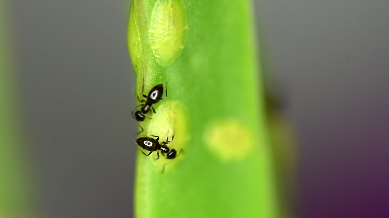 diminutas hormigas del género brachymyrmex se alimentan del líquido secretado por las cochinillas en una planta suculenta