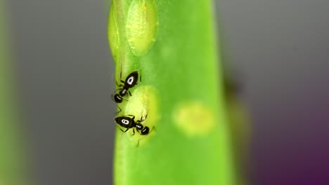 tiny ants of the brachymyrmex genus feed from liquid secreted by cochineals on a succulent plant