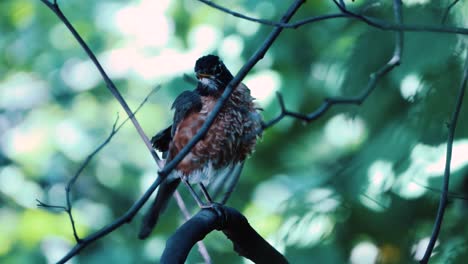 An-orange-red-and-brown-fluffy-robin-scratches-at-its-head-with-its-foot-before-turning-and-flying-away-from-its-perch-on-a-thin-brown-branch