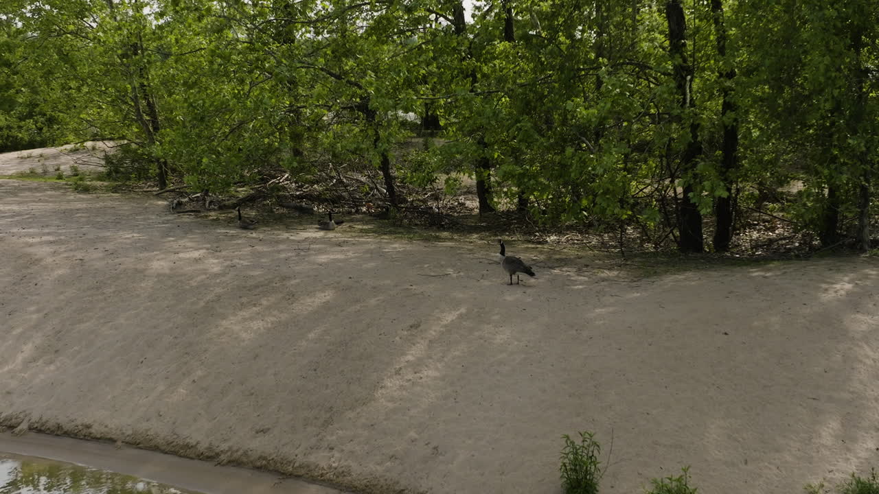 캐나다 거위 는 미국 아칸소 주 반 버렌 에 있는 리 크리크 공원 해안 에 있다