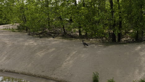 Kanadagans-Am-Ufer-Im-Lee-Creek-Park-In-Van-Buren,-Arkansas,-Vereinigte-Staaten