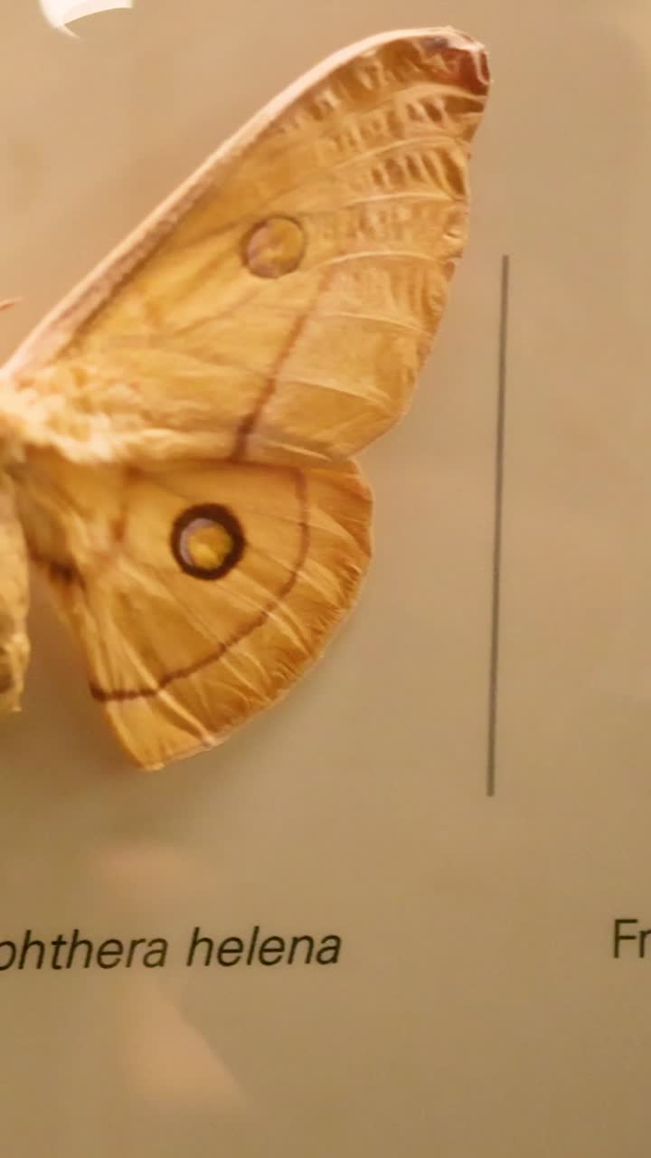 una exhibición detallada de mariposas y polillas en una exposición de melbourne, mostrando colores vibrantes y diversas especies bajo una iluminación cálida