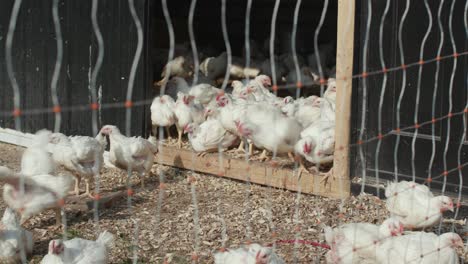 witness the lively spectacle as a group of chickens joyfully burst out of their barn, bringing vibrant energy to the farmyard