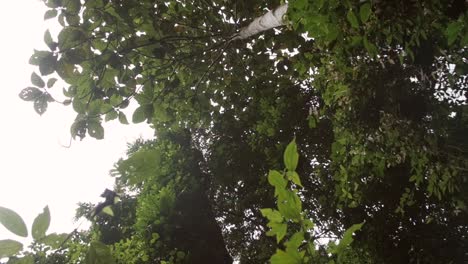 Handheld-Shot-of-Trees-and-Leaves