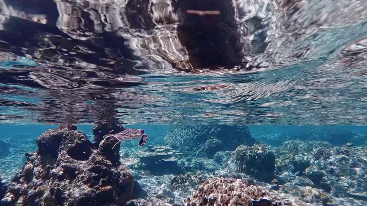 una tortuga marina bebé nadando bajo las olas del mar azul profundo sobre los hermosos arrecifes de coral