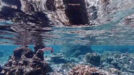 a baby sea turtle swimming beneath the waves of the deep blue sea over the beautiful coral reefs