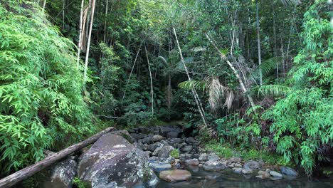 natural water stream in dense jungle of guadeloupe, aerial view