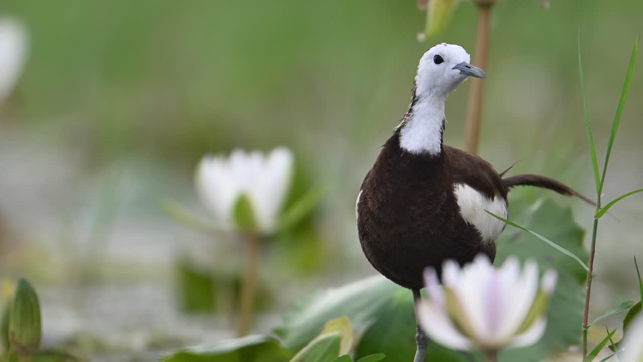 Closeup of Pheasant tailed Jacana Bird with water lily Flower