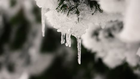 close up of frozen fir needles, snow and ice layer cover tree branch