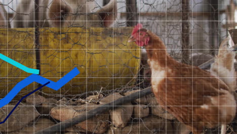 gráfico animado sobre pollos en el entorno de la granja, que muestra las tendencias de los datos