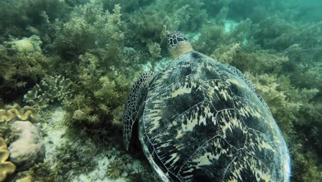 a green sea turtle swims over a coral reef floor searching for food