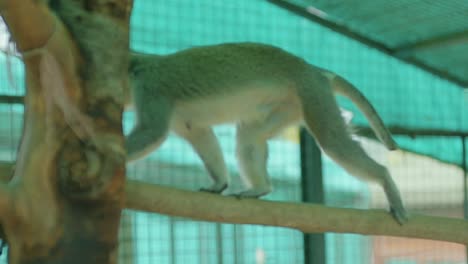 pequeño mono salta de rama en rama dentro de una jaula de zoológico cubierta de plástico verde
