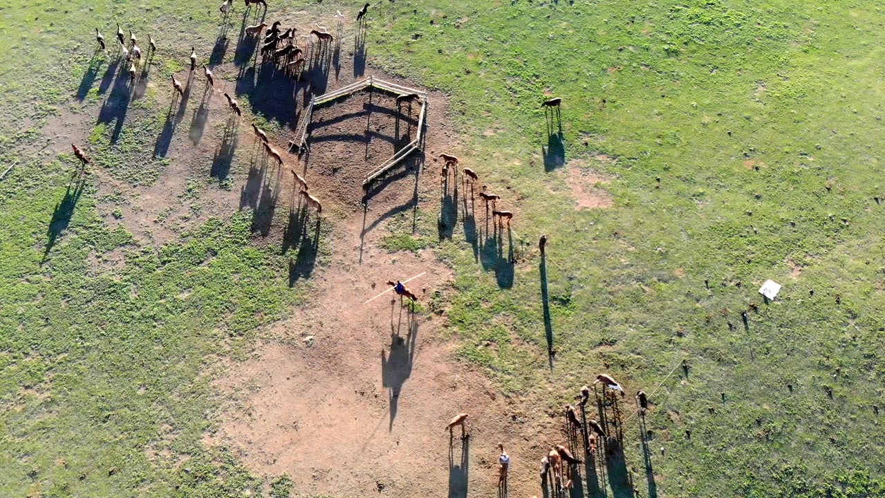 Vista aerea di cowboy che radunano cavalli in un recinto