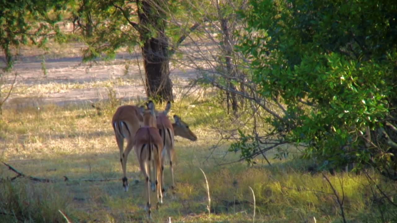 Three impalas walking in savannah grassland, Serengeti.