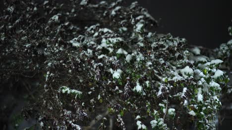 frozen plants with foliage covered with thick snow at night