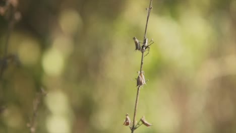 up-close of a dry plant in a forest with a blurred background at day time