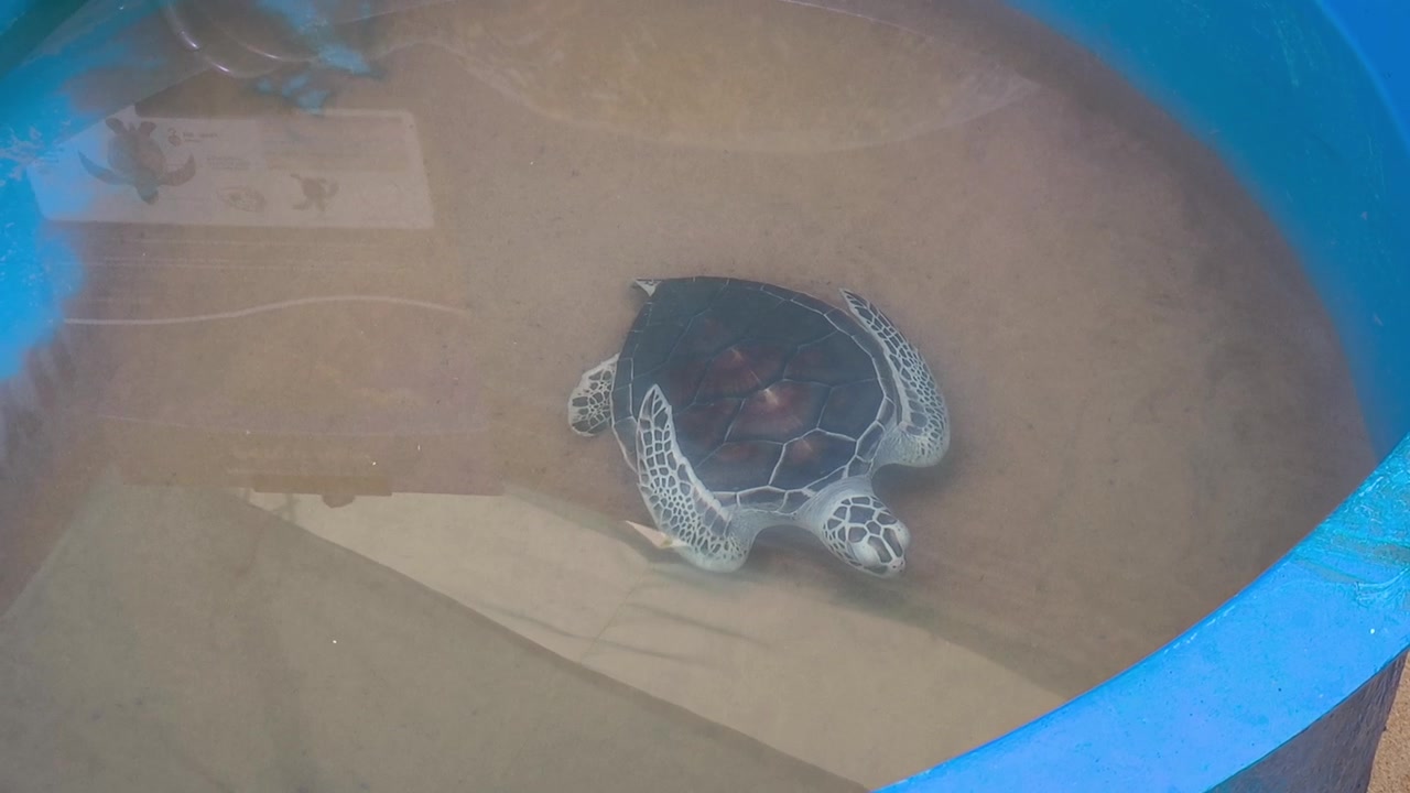 Newly hatched baby sea turtles swim in a temporary holding tank. They are raised safely until ready for ocean release, protecting them from predators to help boost the turtle population.