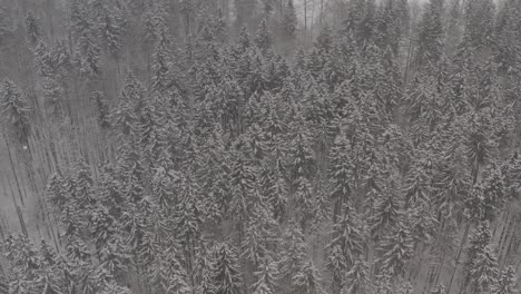 aerial drone of european winter forest - ungraded