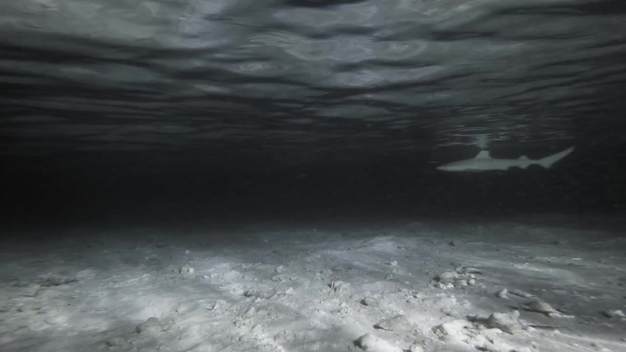 A distant blacktip reef shark glides beneath the rippling surface of a shallow Maldives lagoon at night, appearing intermittently above an illuminated sandy seabed in a static underwater wide shot.