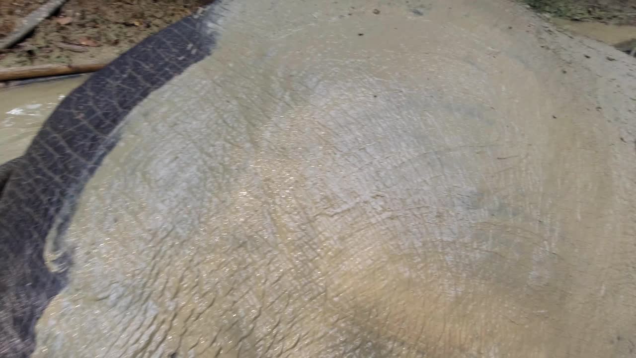 sintiendo la piel de un elefante joven bañándose en una piscina de barro en el parque nacional khao sok en tailandia - cerrar