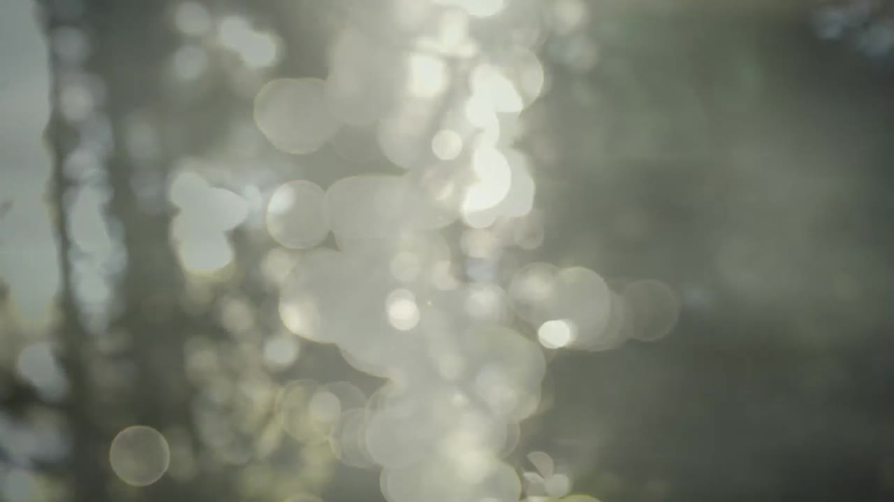 Animation of trees over bokeh background