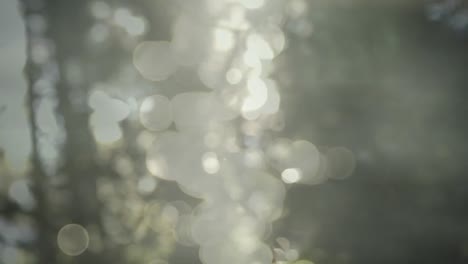 animation of trees over bokeh background