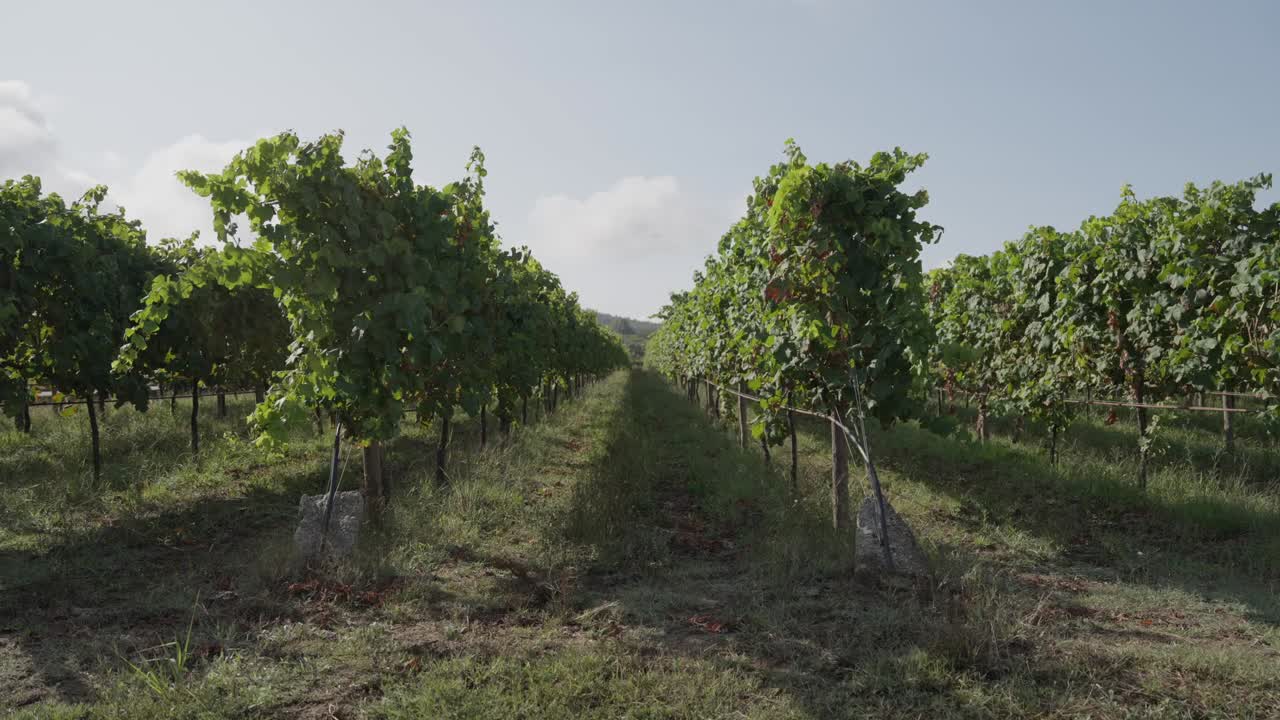 Lunghe file di viti che crescono in un vigneto sotto un cielo sereno in Portogallo
