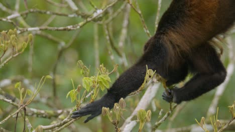 howler monkey dangling by its prehensile tail feeds on fresh jungle leaves costa rica