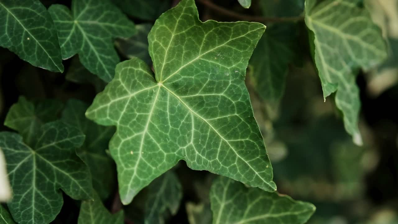 Lush green ivy leaves on a hedge