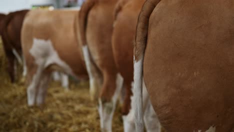 cows in dairy farm barn