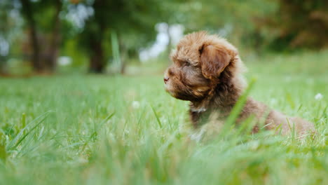 cachorro habanero pequeño