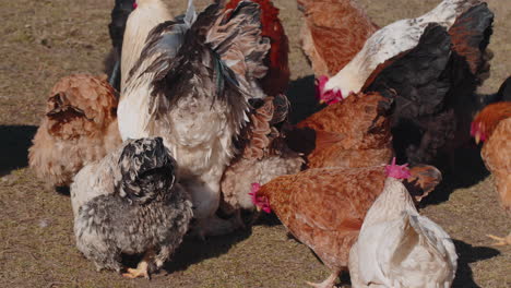 domestic chickens and roosters eating grains on free range farm with yellow grass on small eco farm