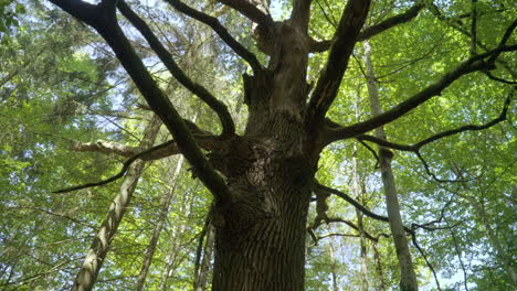 Tall dry tree among vivid forest. Tree with dry branches standing in summer forest