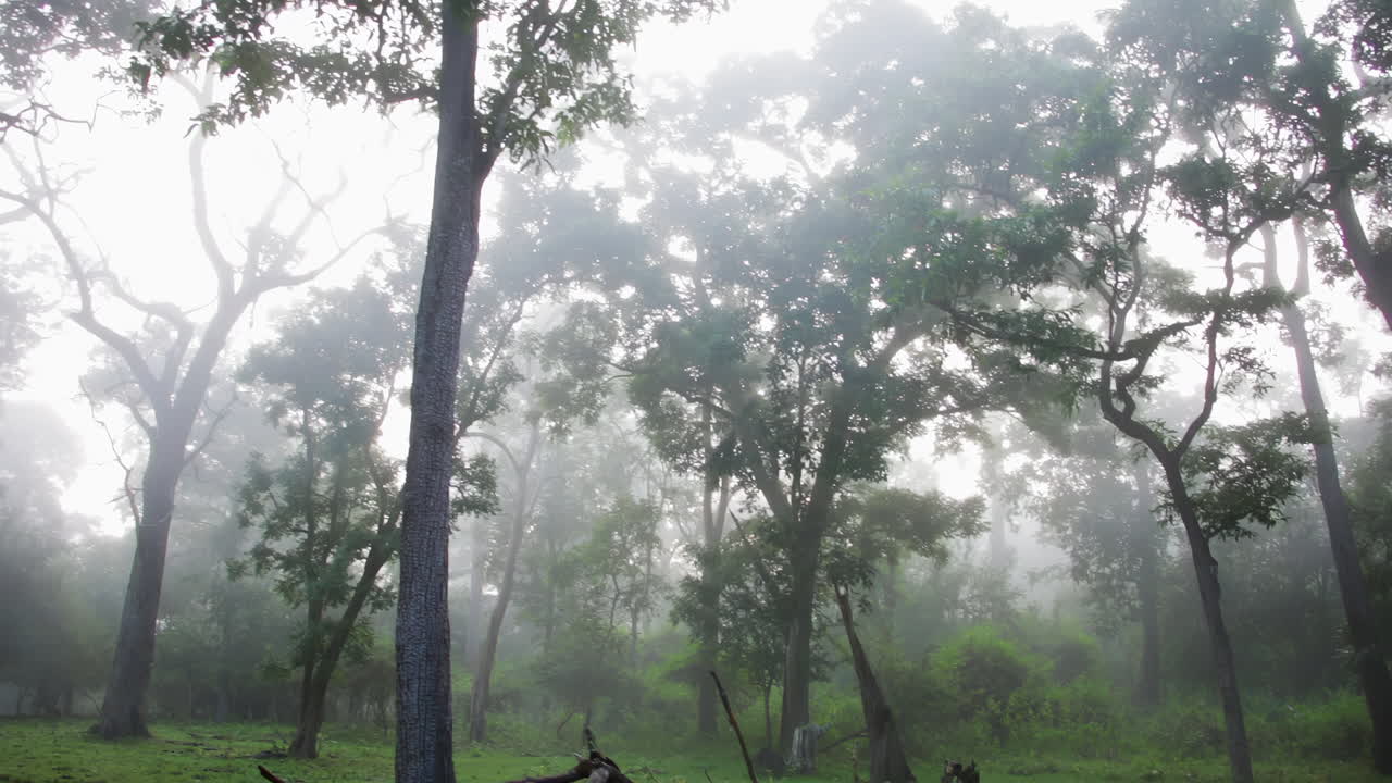 Misty morning forest with lush green trees, soft fog, and peaceful safari vibes