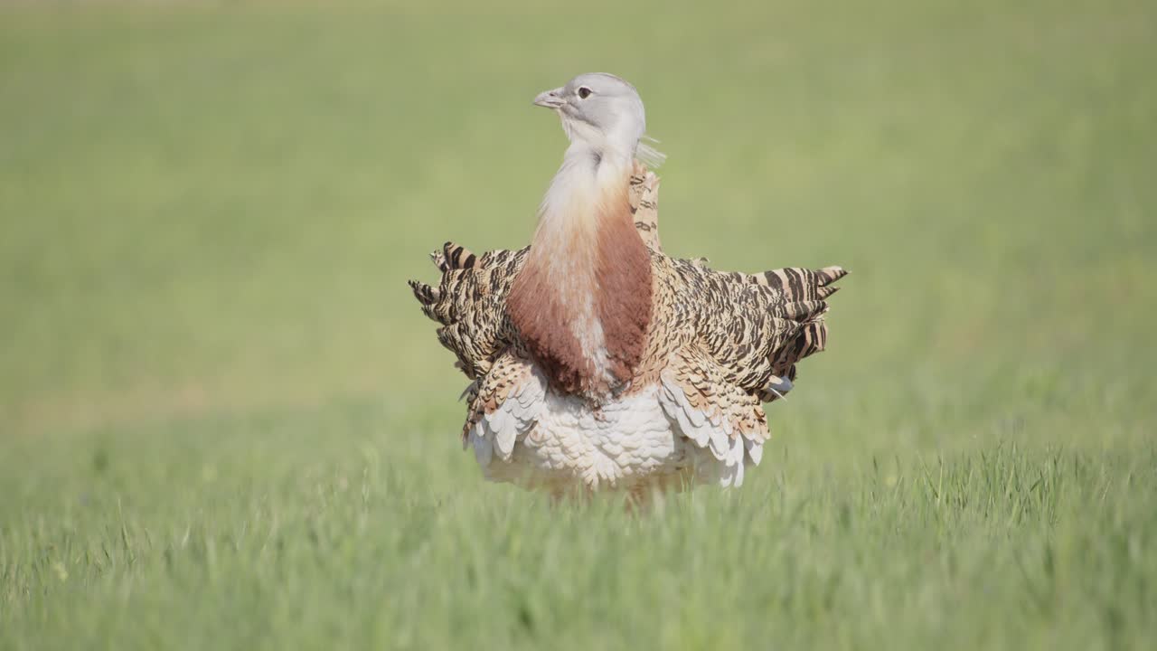 Ein balzendes männliches Großtrappe auf der Wiese während der Frühlingsbrutsaison in La Mancha, Spanien.