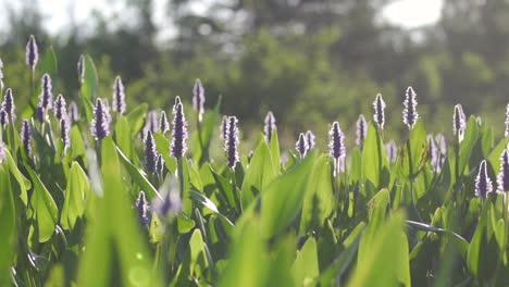 slow motion of flowers along side of river to sunlight