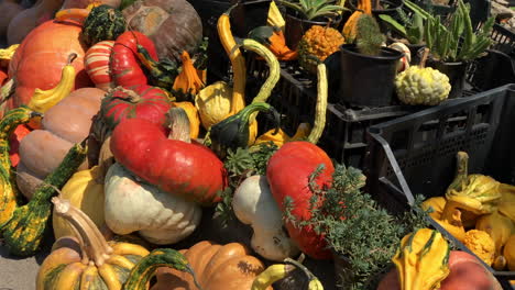 Verschiedene-Kürbissorten-Für-Halloween-Auf-Einem-Straßenmarkt