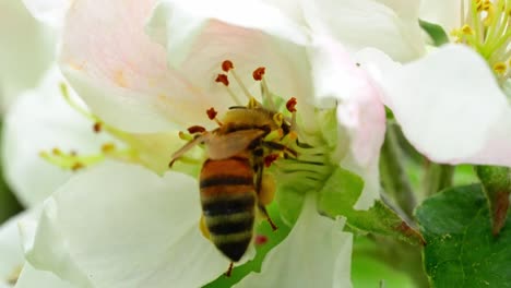 closeup of bee pollinating white apple blossom in full bloom during springtime