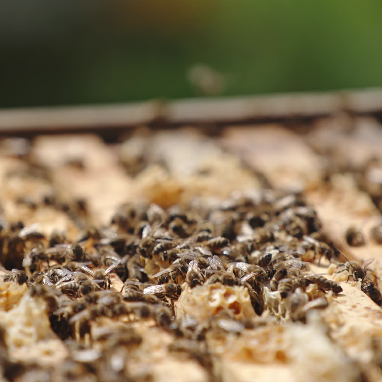 Opened bee hive filled with numerous frames. Working bees crawling over the tops of frames, making propolis. Blurred backdrop