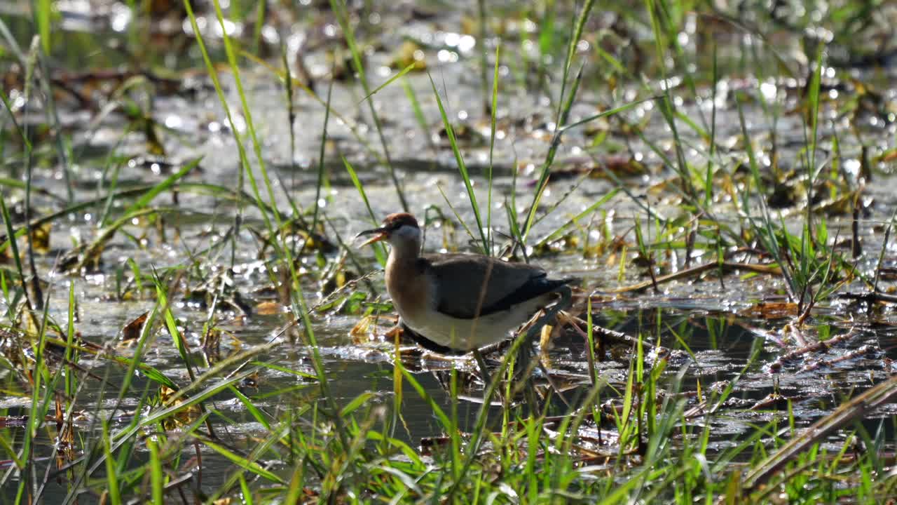 네팔의 치트완 국립공원의 습지에서 젊은 청동 날개를 가진 자카나