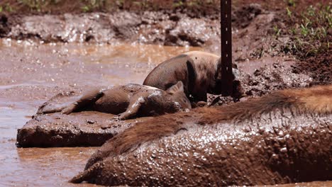 pig wallowing happily in a mud pit