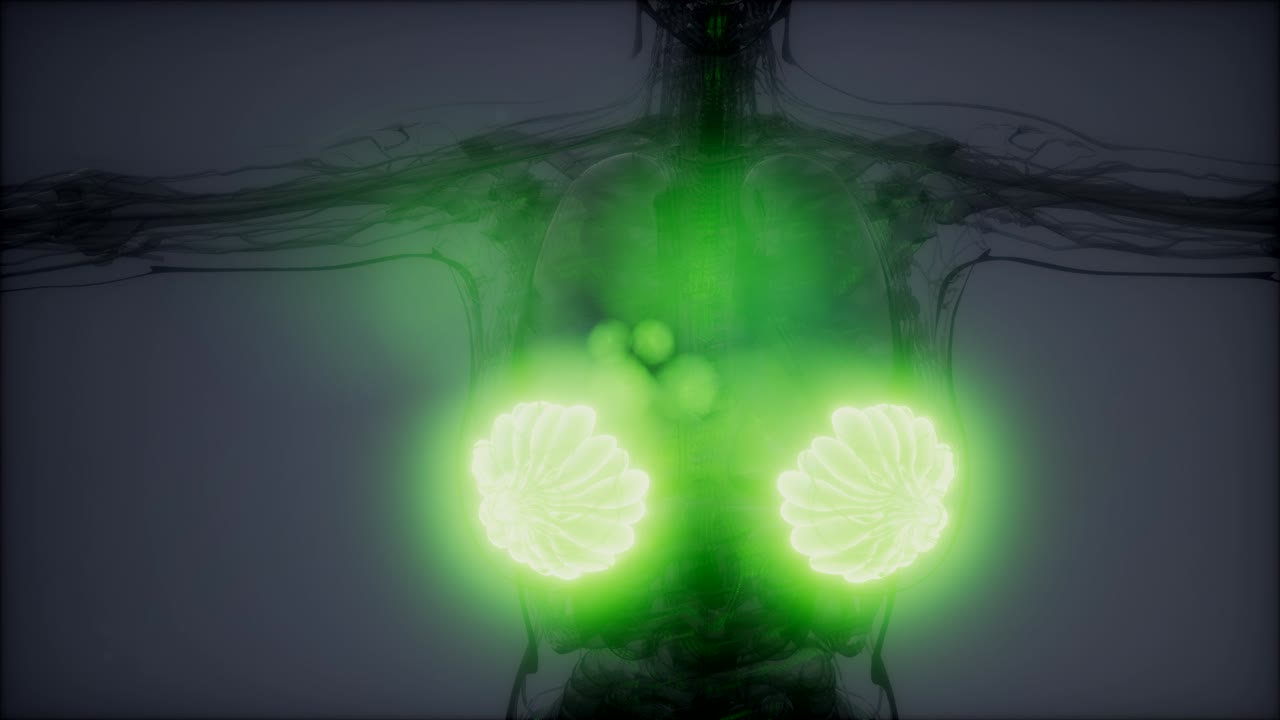 비만 여성의 유방선에 대한 의학적으로 정확한 그림