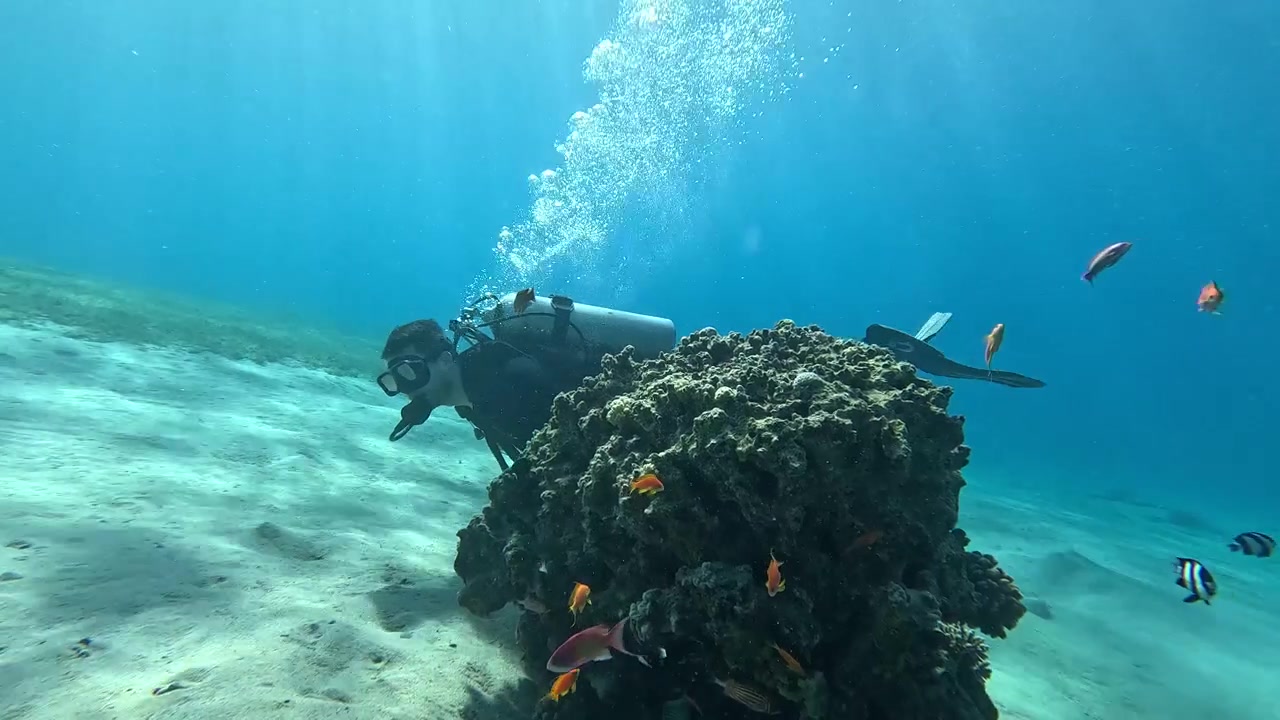 Stunning underwater footage of a man scuba diving through vibrant coral and tropical fish in the crystal clear waters of the Red Sea off the coast of Aqaba in Jordan.