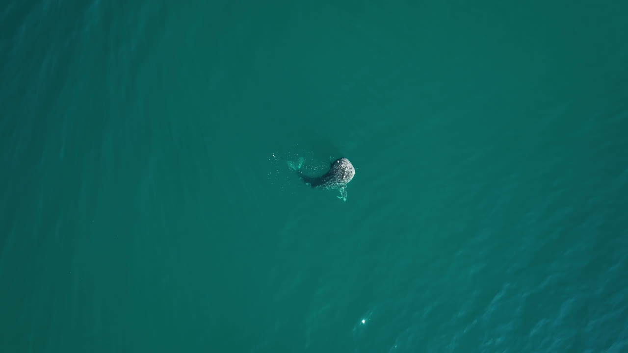 Top down drone shot above of a whale shark eating small fish in transparent water