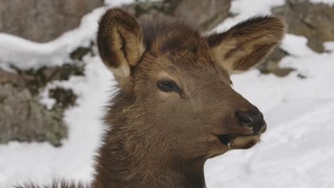 deer looks away winter rocky background